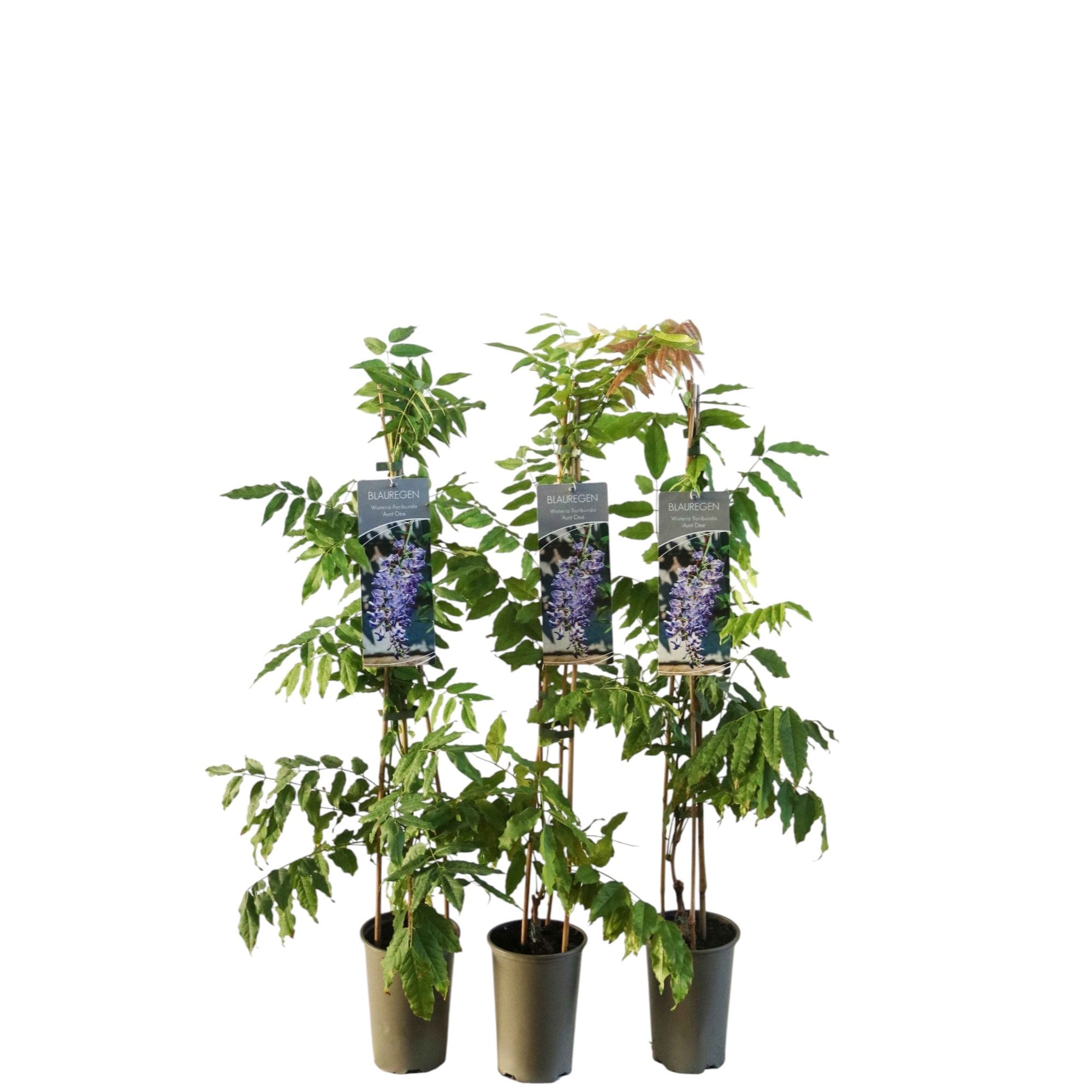 Wisteria floribunda 'Aunt Dee'