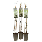 Wisteria floribunda 'Longissima Alba