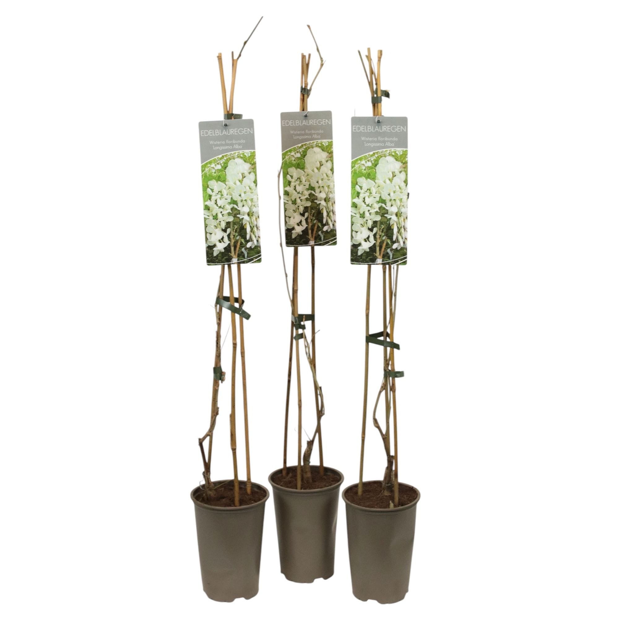 Wisteria floribunda 'Longissima Alba