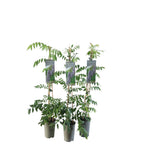 Glicina cu flori uriase - Wisteria floribunda 'Macrobotrys' (flori parfumate)