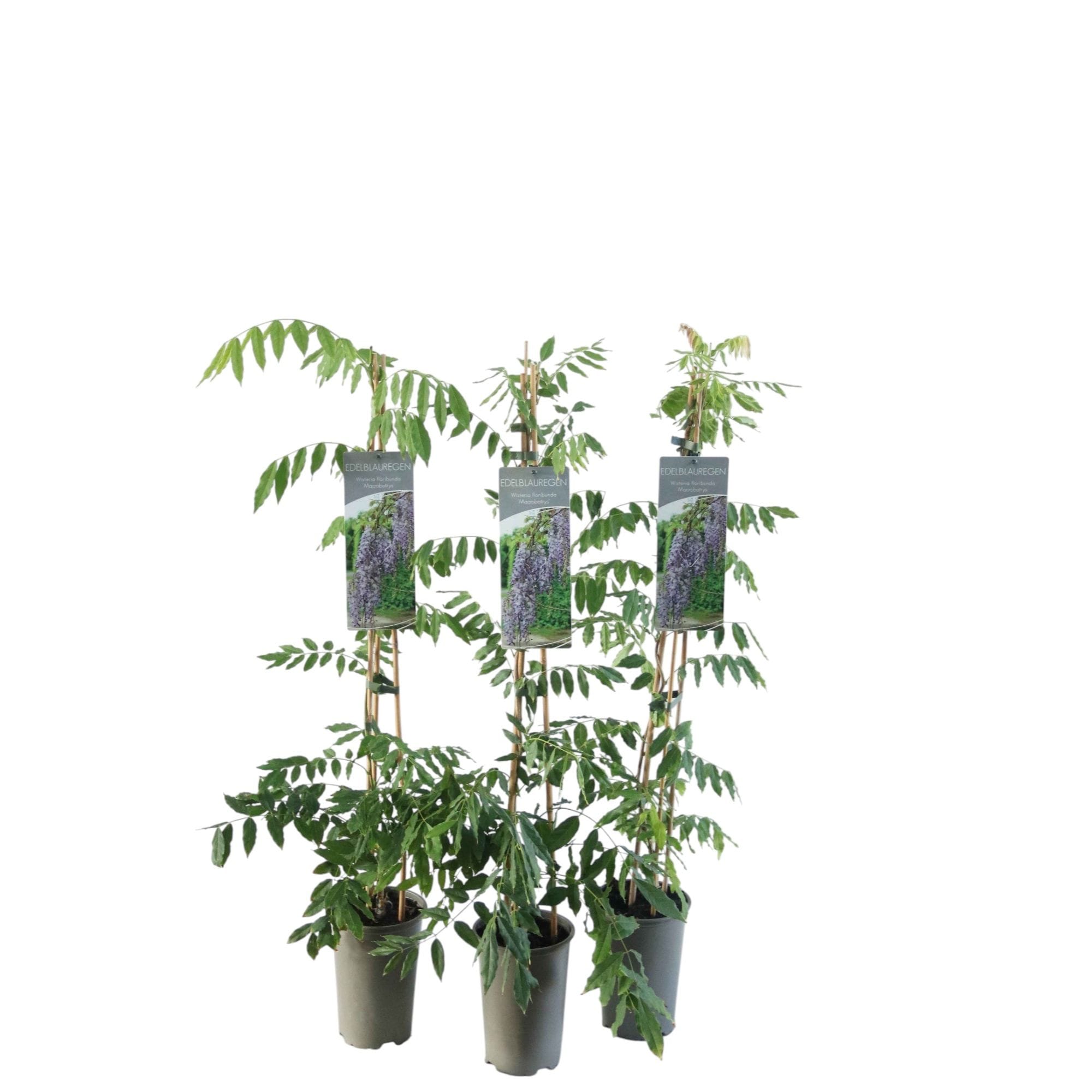 Glicina cu flori uriase - Wisteria floribunda 'Macrobotrys' (flori parfumate)