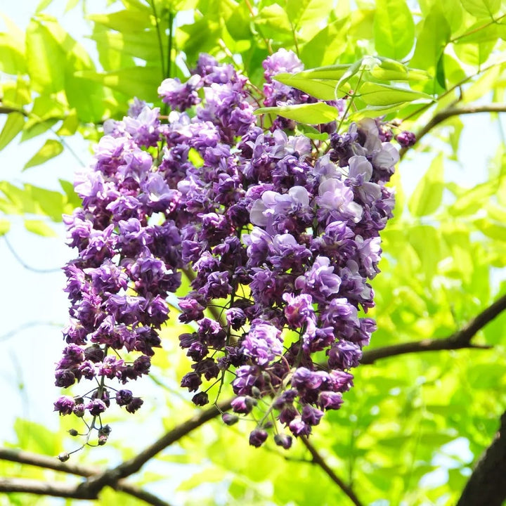 Wisteria floribunda 'Violacea Plena'