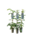 Glicina bicolora productiva - Wisteria floribunda 'Domino' (flori parfumate)