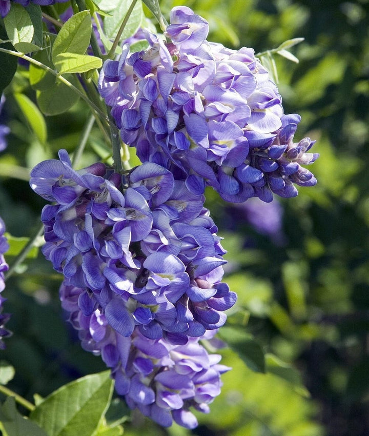 Wisteria frutescens 'Amethyst Falls'