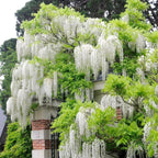 Glicina americana alba - Wisteria macrostachya 'Clara Mack' (doftande blommor)