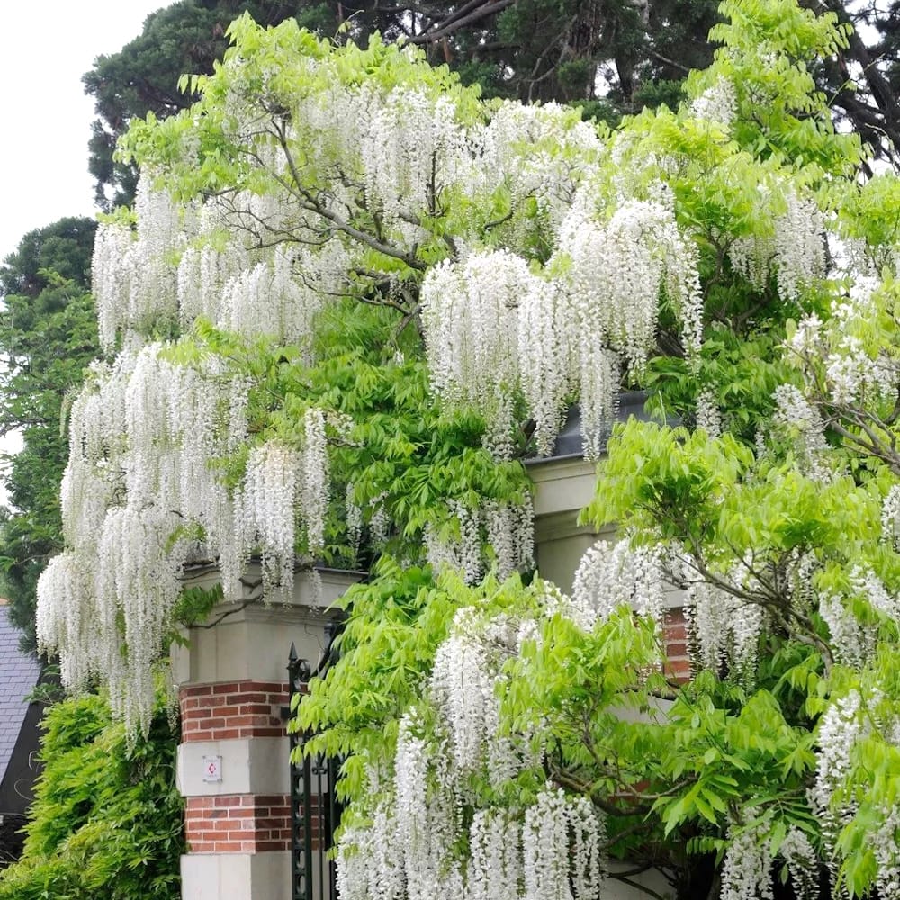 Glicina americana alba - Wisteria macrostachya 'Clara Mack' (flori parfumate)