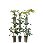 Wisteria macrostachya 'Clara Mack'