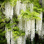 Wisteria floribunda 'Alba'