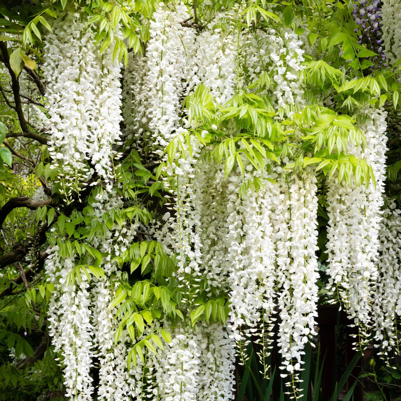 Wisteria floribunda 'Alba'