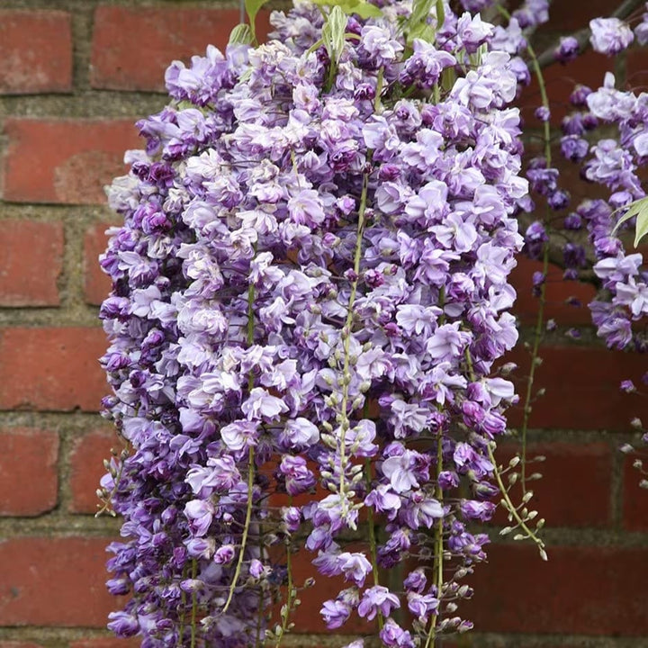 Wisteria floribunda 'Violacea Plena'