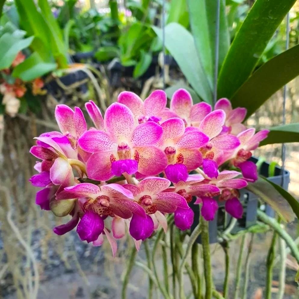 Wuttiphanara Manoonya 'Orange Fancy Pink Lip'