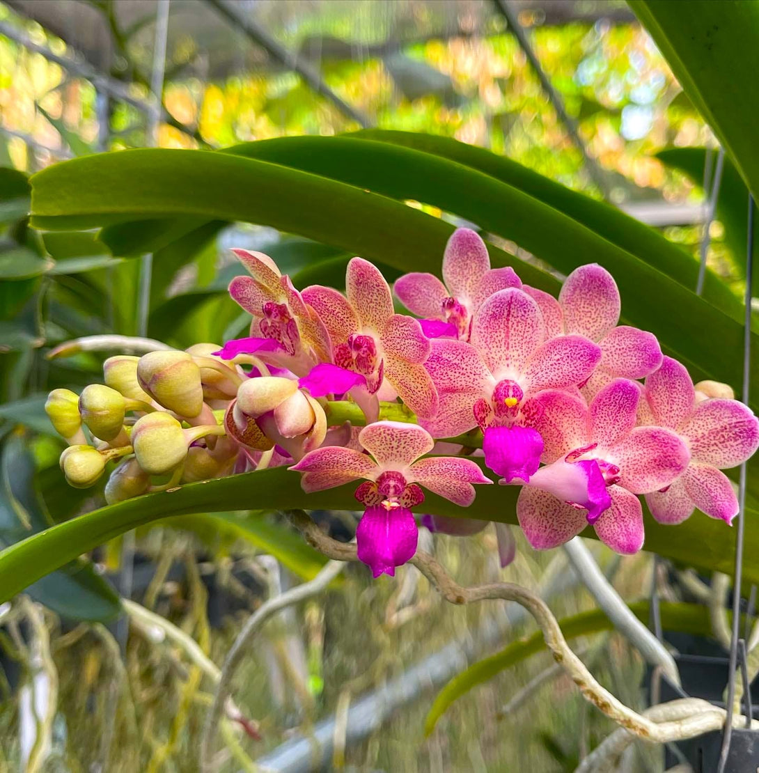 Wuttiphanara Manoonya 'Orange Fancy Pink Lip'