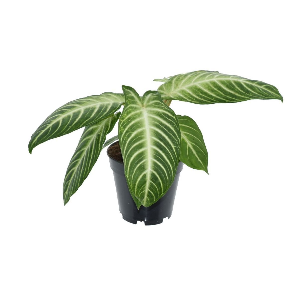 Caladium (Xanthosoma) lindenii Angel Wings – Secret Garden Plant Shop