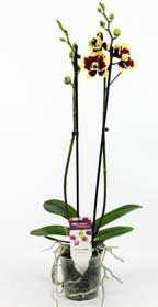 Phalaenopsis Yellow Cow