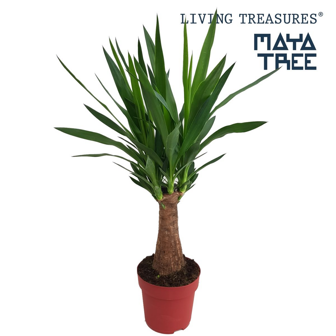 Yucca Elephantipes - Copacul Mayas (arborele vietii)