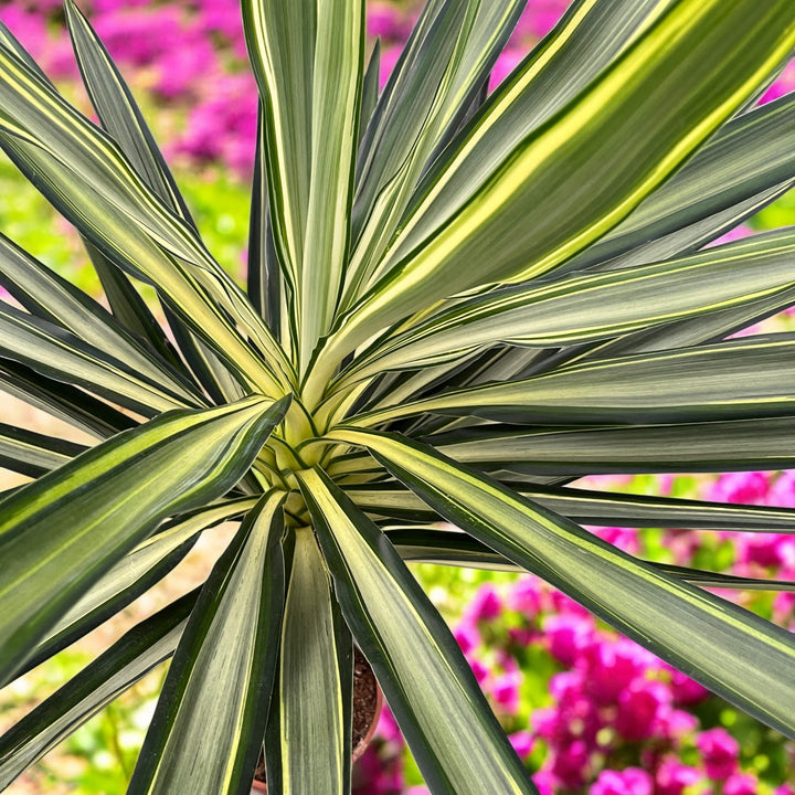 Yucca elephantipes 'Emilia' (variegata)