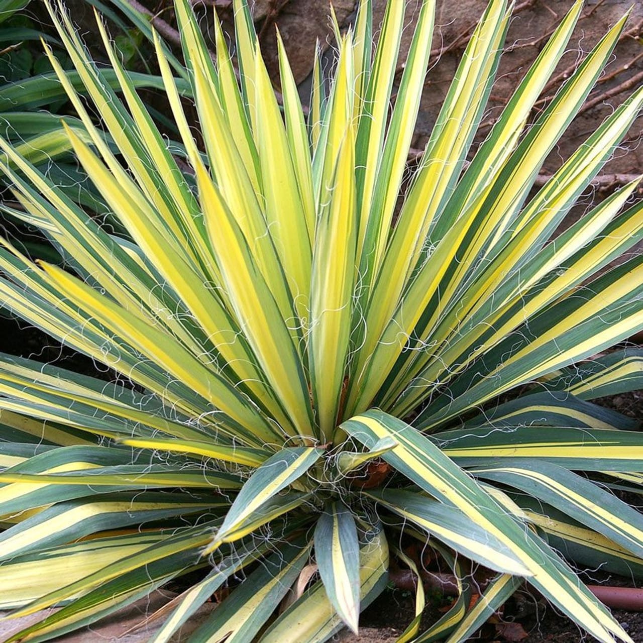 Teca Color Guard Yucca filamentosa 'Color Guard' (de gradina) – Secret Garden Plant Shop