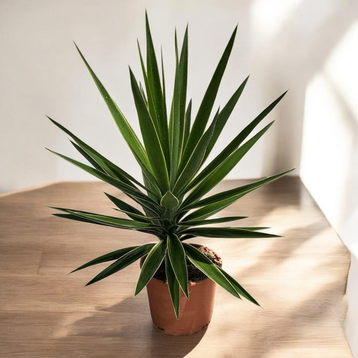 Yucca elephantipes 'Puck' (variegata)