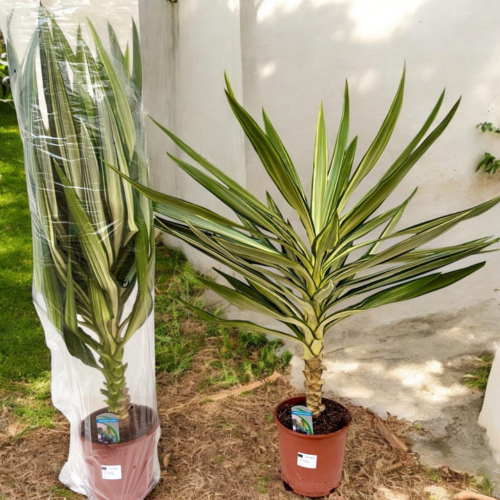 Yucca elephantipes 'Emilia' (variegata)