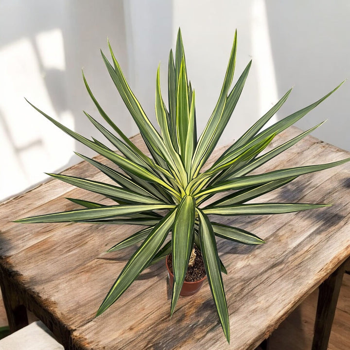 Yucca elephantipes 'Emilia' (variegata)