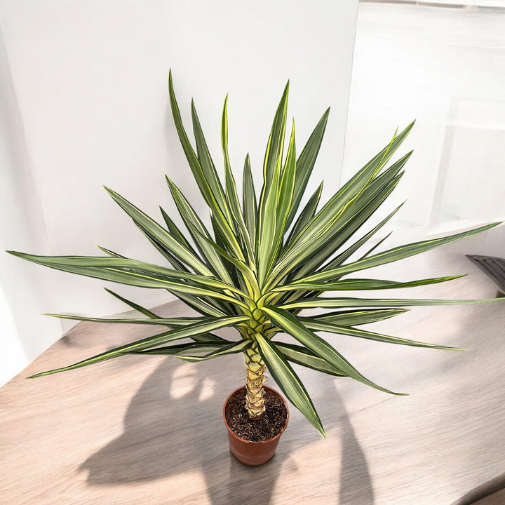 Yucca elephantipes 'Emilia' (variegata)