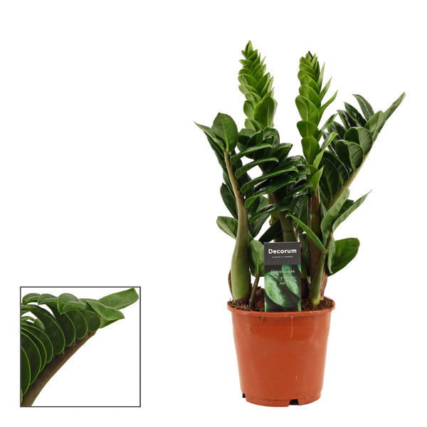 Zamioculcas ZENZI (Eternal plant)