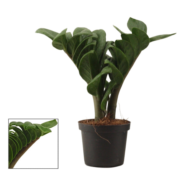 Zamioculcas Zenzi D6 *babyplant (2 plants/pot)