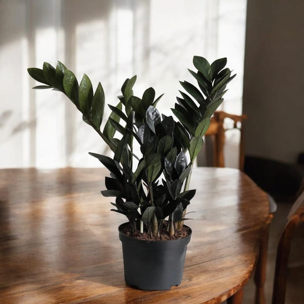 Zamioculcas zamiifolia 'Raven ZZ' ('Dowon')