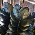 Zamioculcas zamiifolia 'Raven ZZ' ('Dowon')
