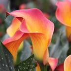 Zantedeschia 'Morning Sun' (Oranžové kala)