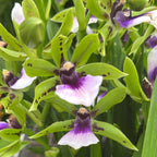 Zygoneria Freestyle Meadows (variazione)* profumato