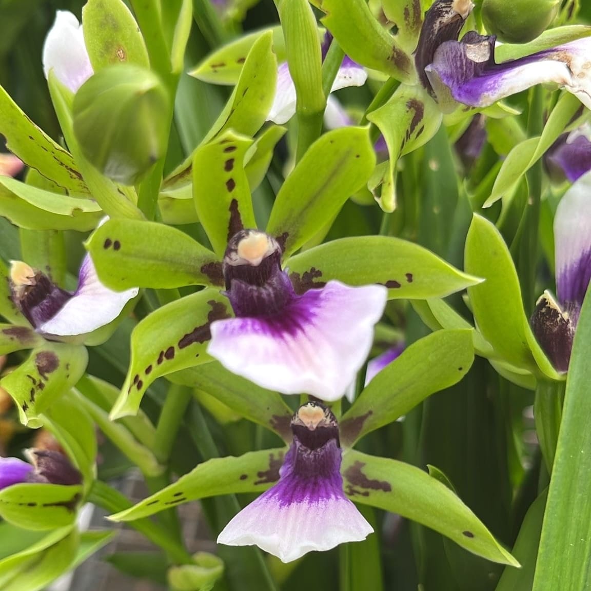 Zygoneria Freestyle Meadows (variation)* parfumat