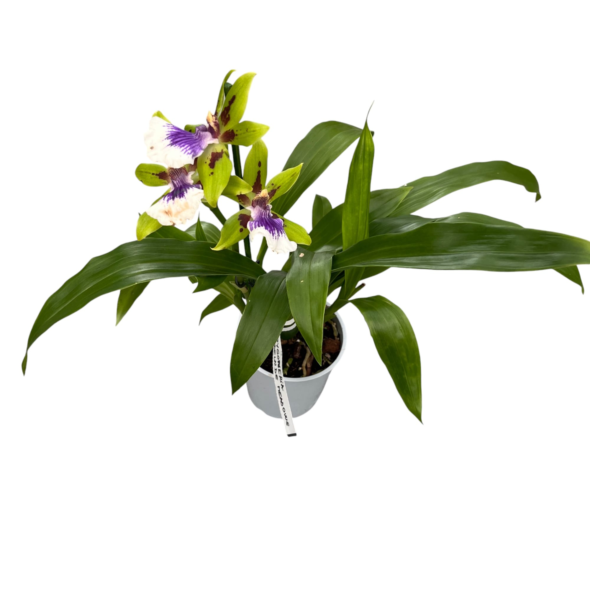 Zygoneria Adelaide Meadows (flori parfumate)