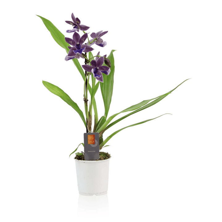 Zygopetalum Impasto Blue