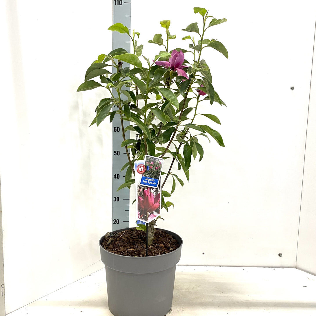Magnolia 'Pink Pyramid' – Floraria Secret Garden (SG)