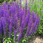 Salvia nemorosa 'Sensation Deep Blue' – Planta perena cu flori vibrante si inflorire abundenta