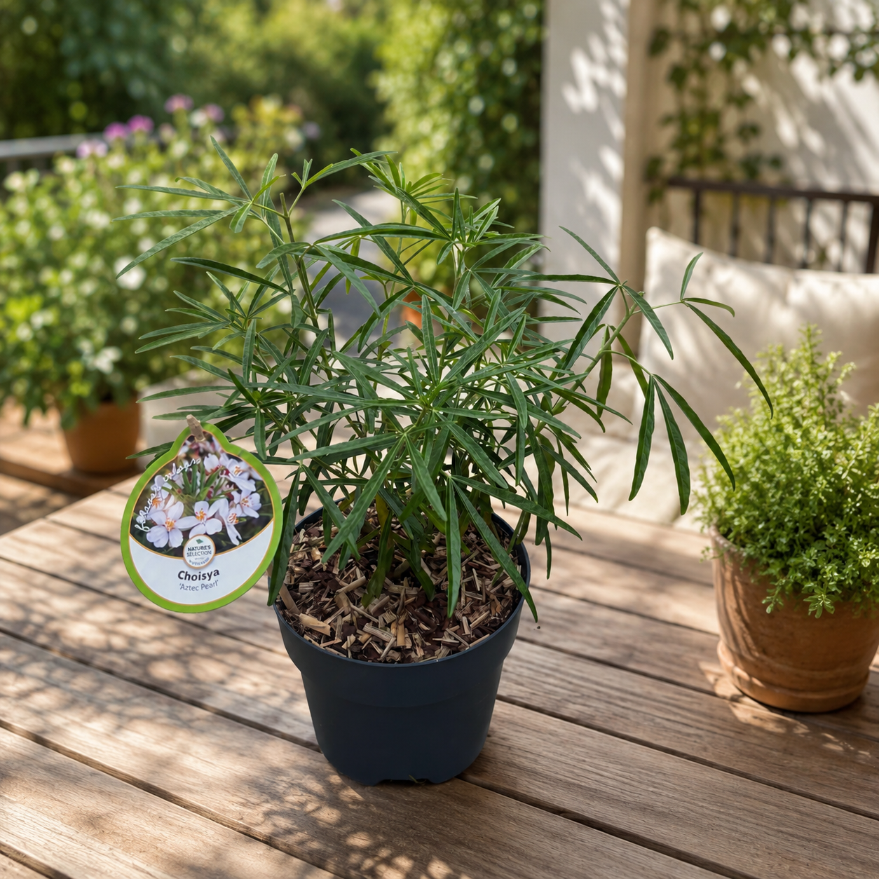 Choisya „Aztec Pearl“ – Mexikanische Orangenblume, intensiv duftende Blüten