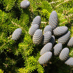 Brad nobil semi-argintiu - Abies koreana