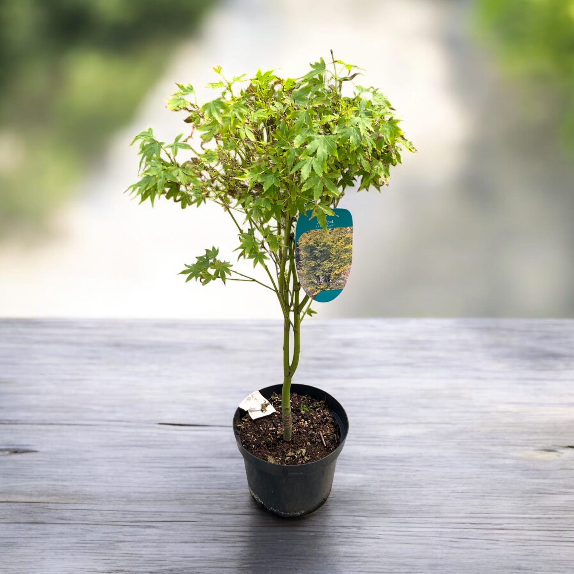 Acer palmatum 'Sangokaku' (artar japonez coral) - exemplarele din poze