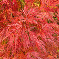 Acer palmatum 'Emerald Lace' (Artar Japonez)