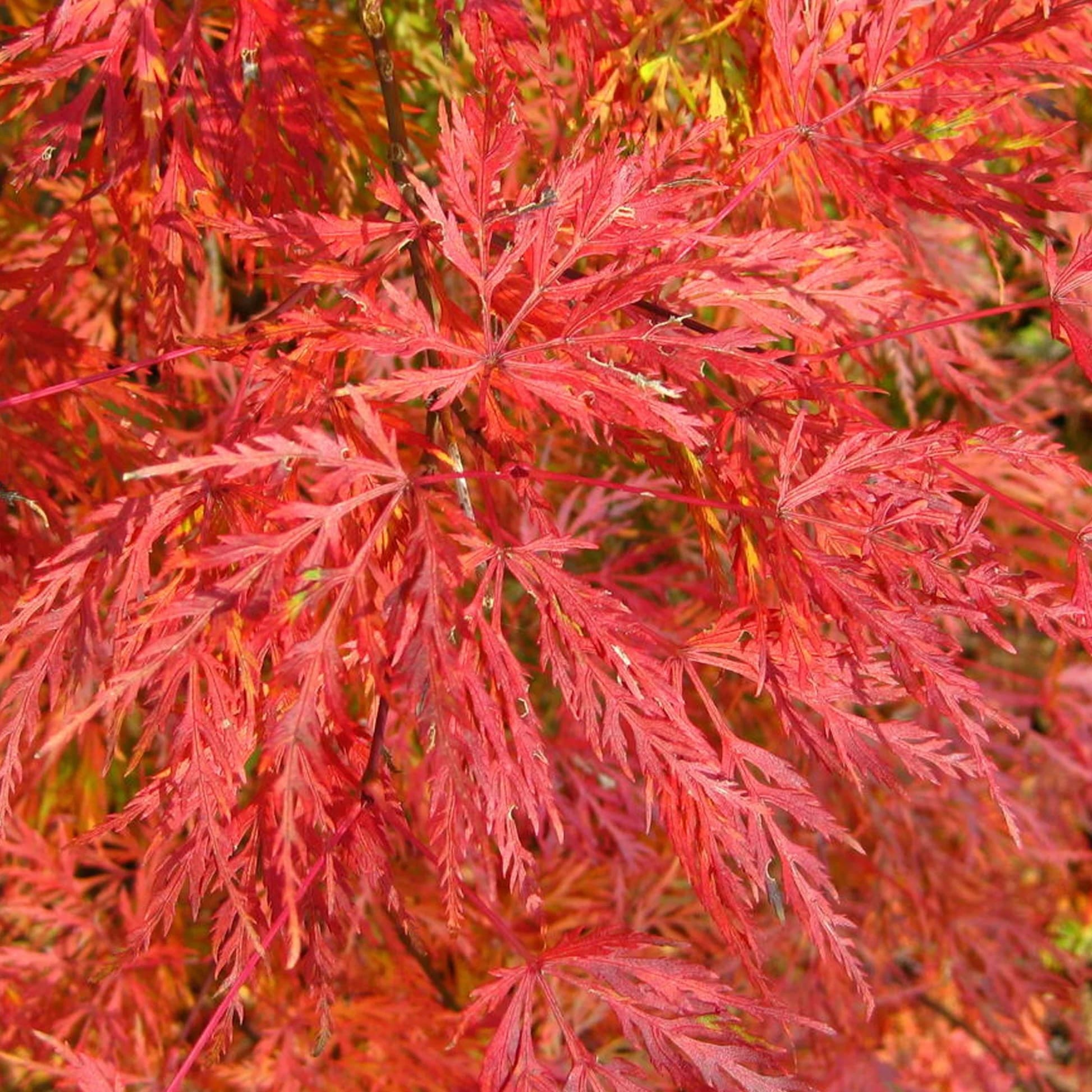Acer palmatum 'Emerald Lace' (Artar Japonez)