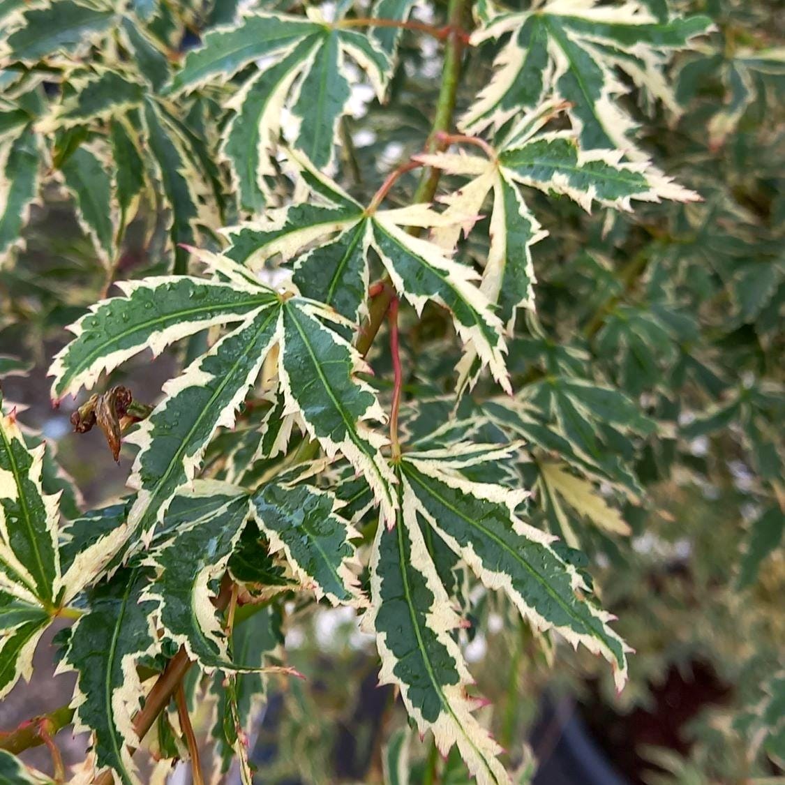 Acer Palmatum Butterfly Japanese Maple Secret Garden Plant Shop Acer Palmatum Butterfly Japanese Maple Secret Garden Plant Shop