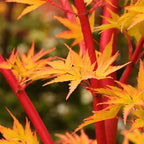 Acer palmatum 'Sangokaku' (Japanse esdoorn koraal) - exemplaren op de foto's