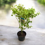 Acer palmatum 'Sangokaku' (Japanse esdoorn koraal) - exemplaren op de foto's