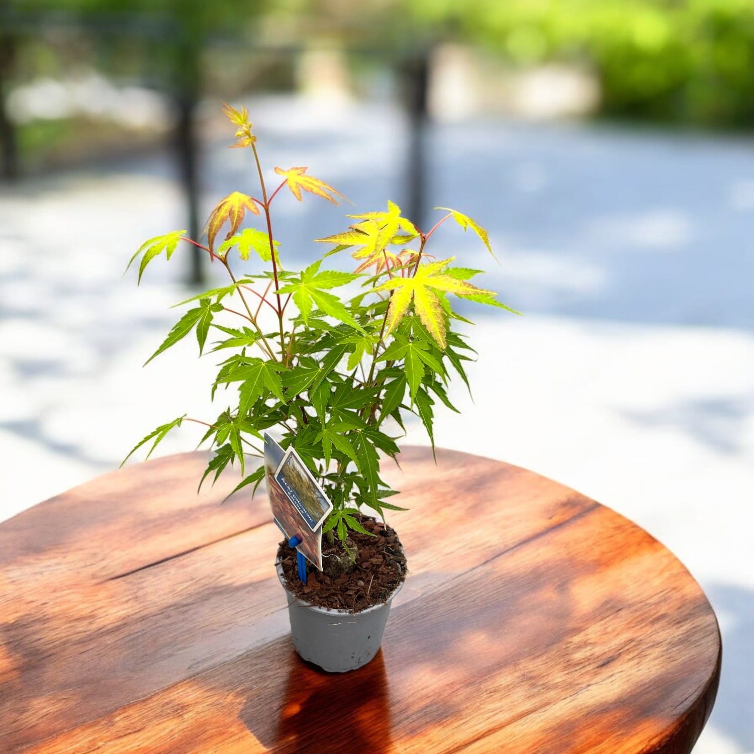Acer palmatum 'Katsura' (artar japonez auriu)