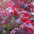 Acer palmatum 'Atropurpureum' (Artar japonez rosu)