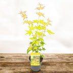 Acer palmatum 'Orange Dream'
