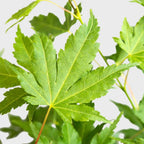 Acer palmatum 'Going Green' (arce japonés)