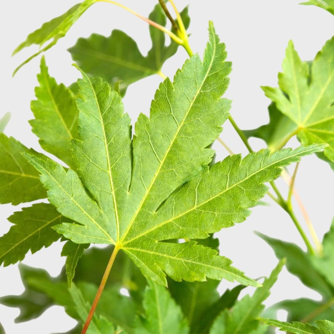 Acer palmatum 'Going Green' (acero giapponese)