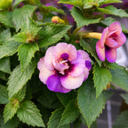 Achimenes ‘Yellow Fantasy’ - achimenes galben-crem cu inflorire abundenta